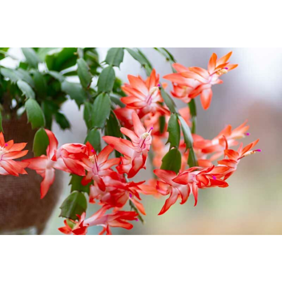 zygocactus picture 2