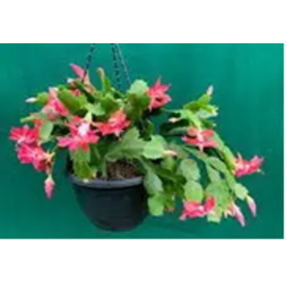zygocactus picture 1