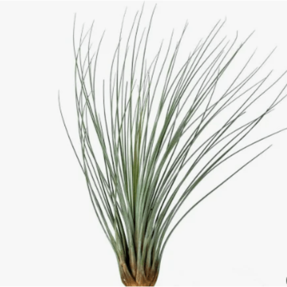 tillandsia airplant picture 1