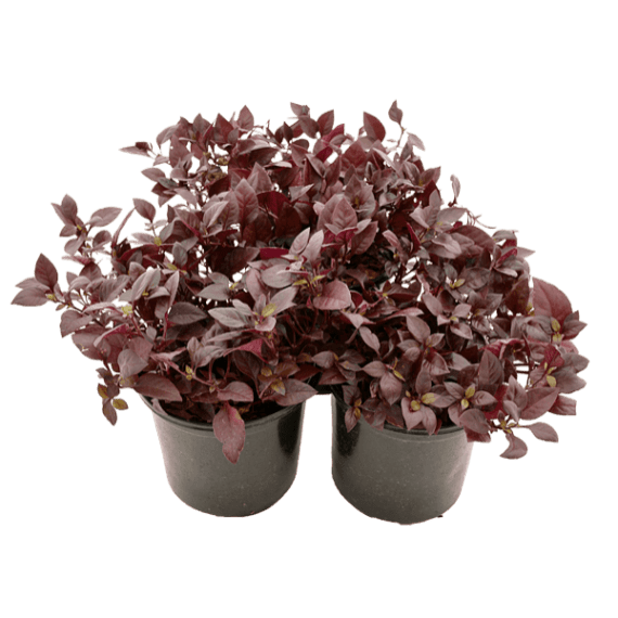 alternanthera purple prince picture 1