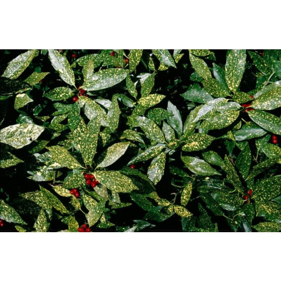 aucuba japonica variegata picture 1
