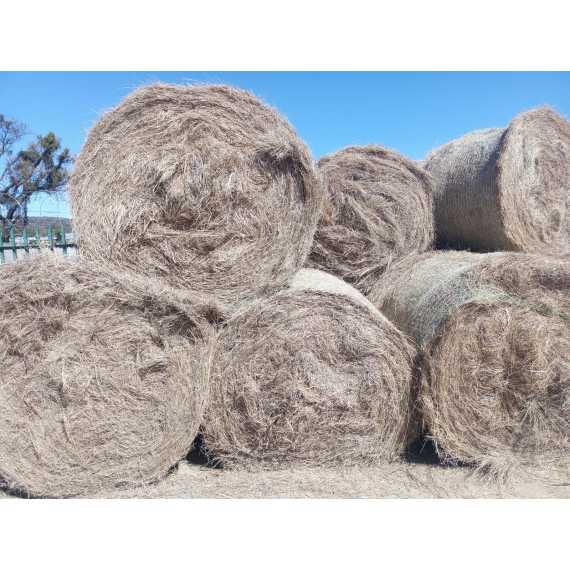 bales round eragrostis rhodes with net picture 1