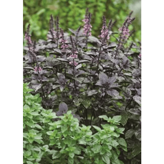 herb basil picture 3