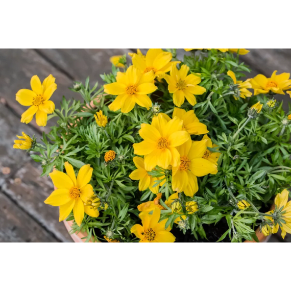 bidens picture 1