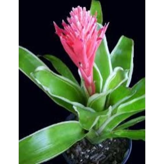 aechmea fasciata picture 2