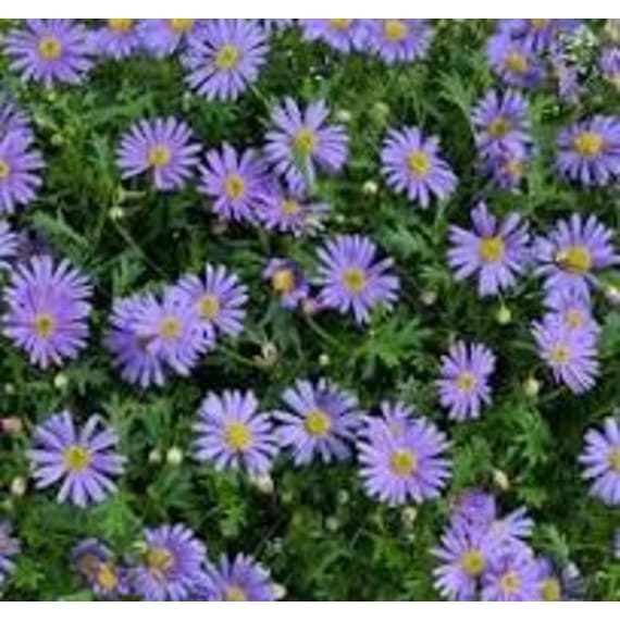 michells groundcover 6pk picture 3