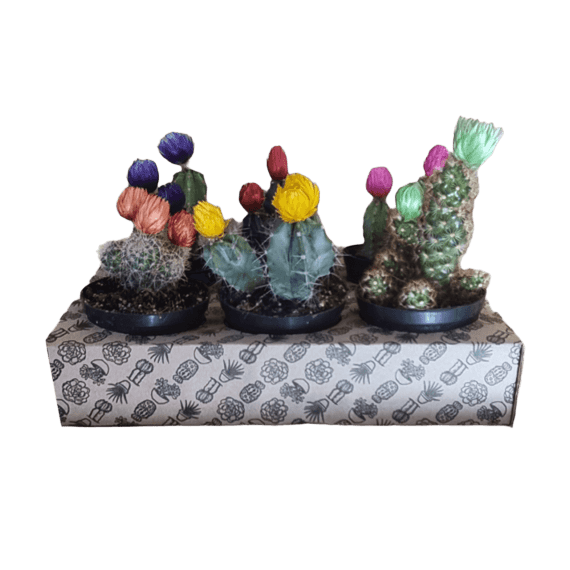 cactus decorative picture 1