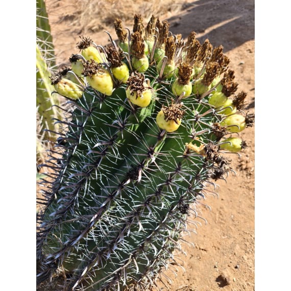 cactus horridus 12cm picture 1