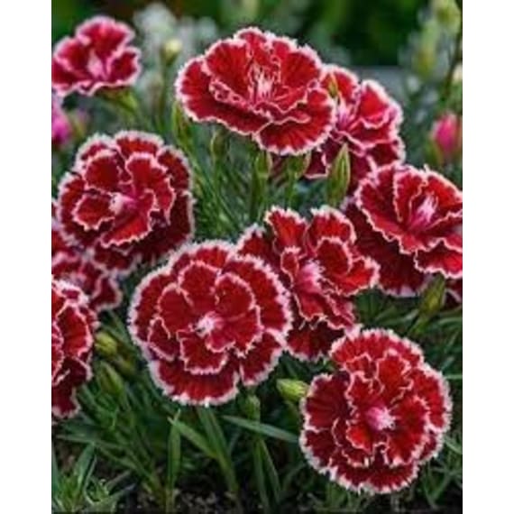 carnation assorted picture 2