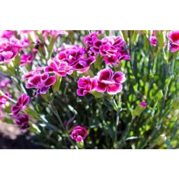 carnation assorted picture 1