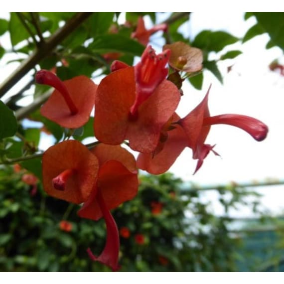 holmskioldia sanguinea picture 1