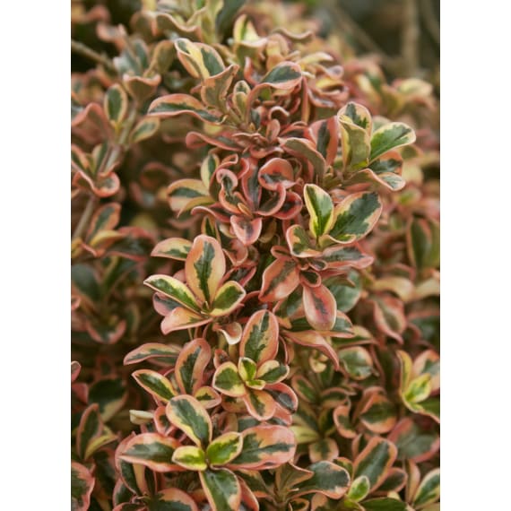 coprosma picture 1