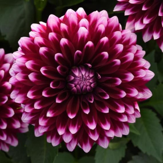dahlia assorted picture 1