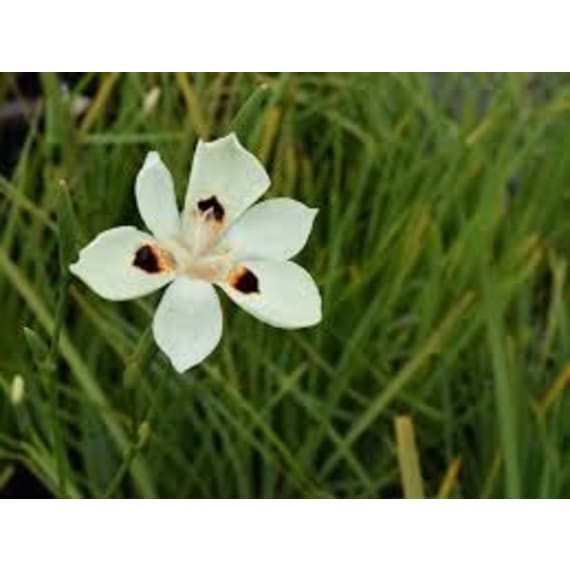 dietes picture 4