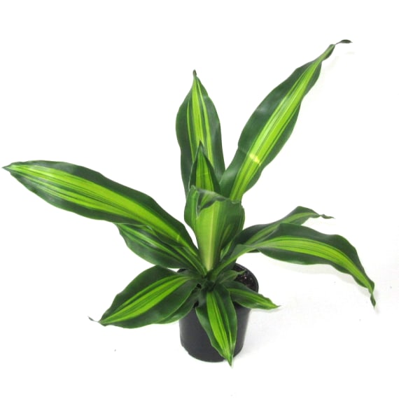 draceana arborea dragon heart picture 1