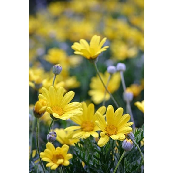 euryops pectinatus picture 1