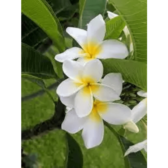 frangipani picture 2