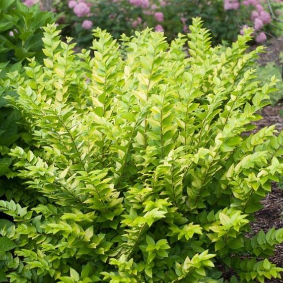 ligustrum gold picture 1