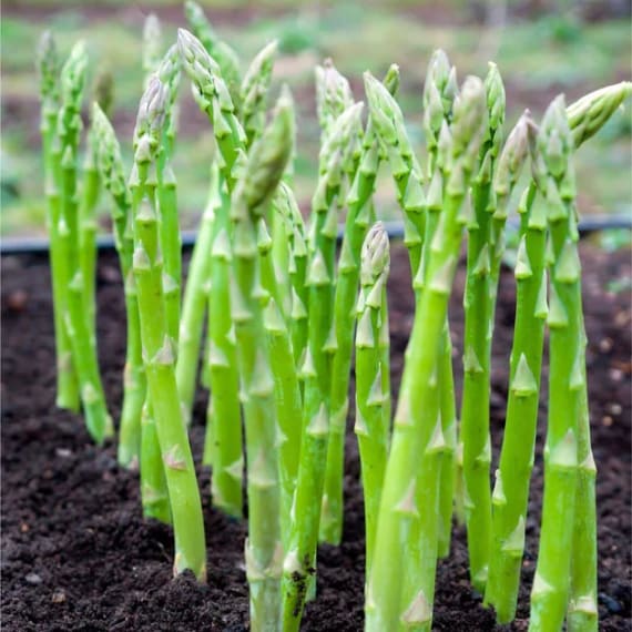 hadeco asparagus 10p picture 1