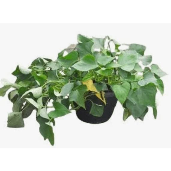 hanging basket picture 1