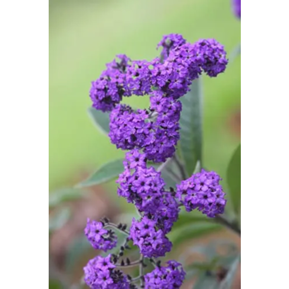 heliotrope assorted picture 1