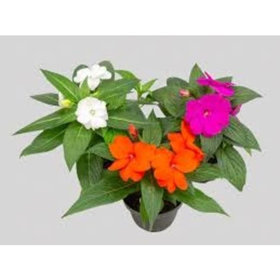 impatiens clockwork picture 2