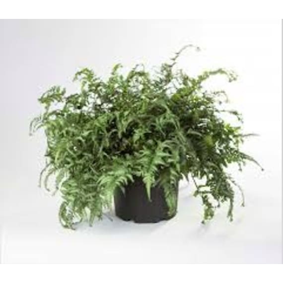 fern crested japanese painted picture 1