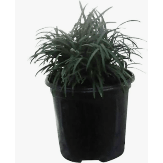 ophiopogon japonicus kyoto dwarf picture 1