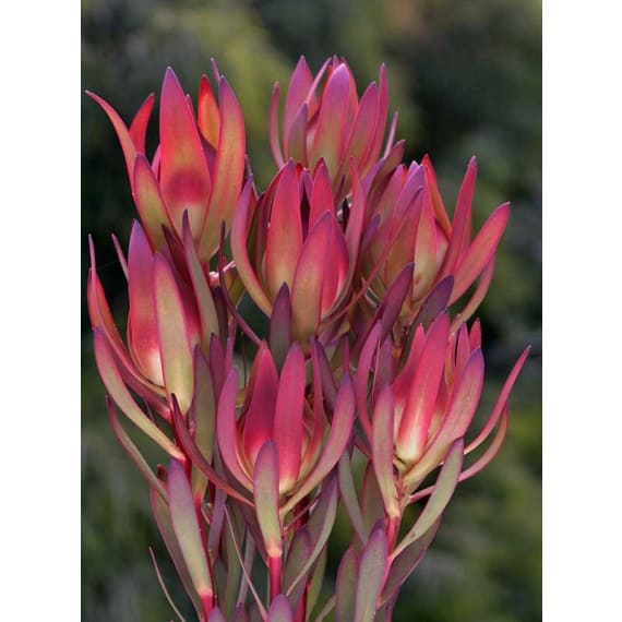 arnelia leucadendron assorted picture 1