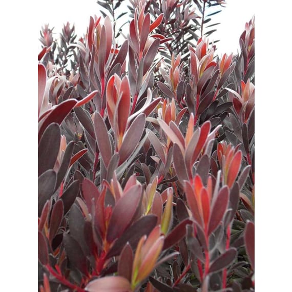 arnelia leucadendron assorted picture 2
