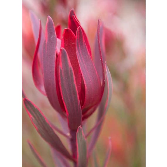 arnelia leucadendron assorted picture 6