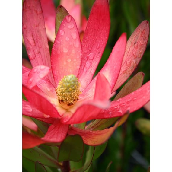 arnelia leucadendron assorted picture 5