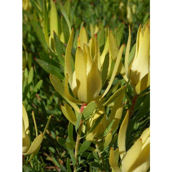 arnelia leucadendron assorted picture 8