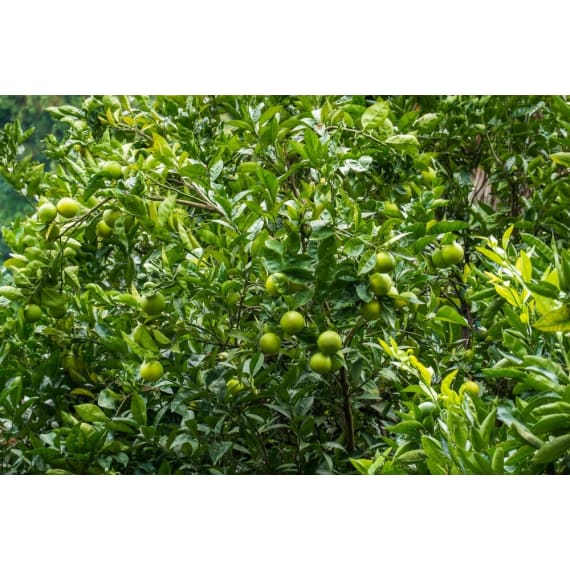lime tree picture 1