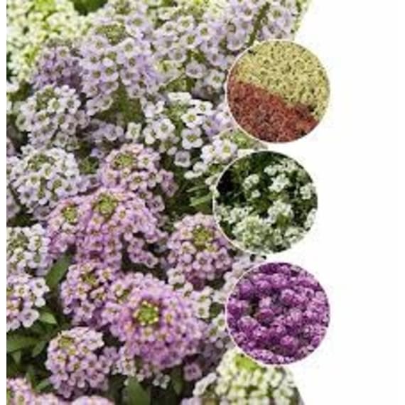 lobularia assorted picture 1