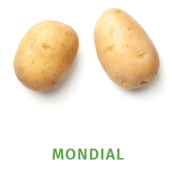 seed potatoes mondial 25kg picture 1