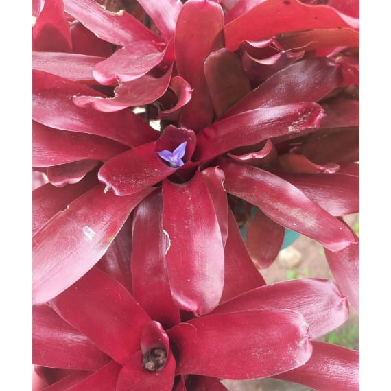 neoregelia fireball picture 1