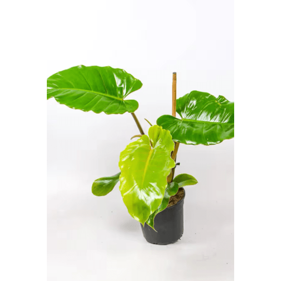 philodendron picture 15