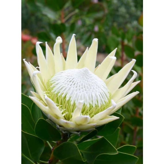 arnelia protea picture 2