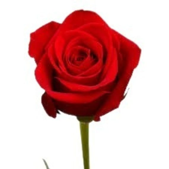 freshmark flower rose bouquet bunch 1ea picture 1