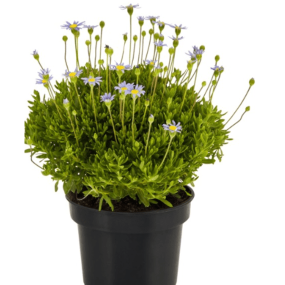 michells herb assorted 14cm picture 1
