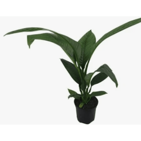 spathipyllum sebastian picture 1