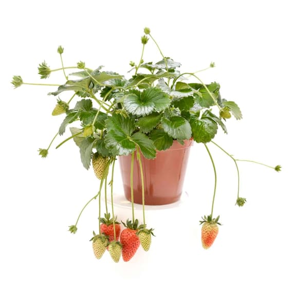 strawberry picture 1