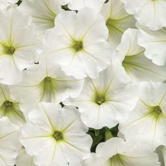 petunia picture 6