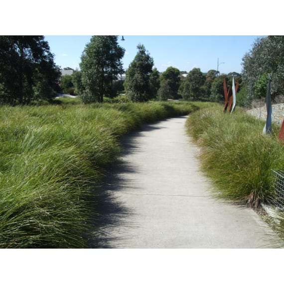 lomandra tanika picture 1
