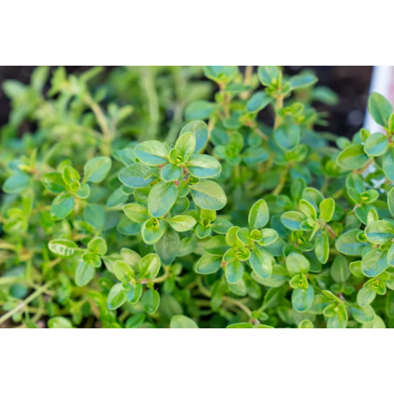 herb thyme picture 1