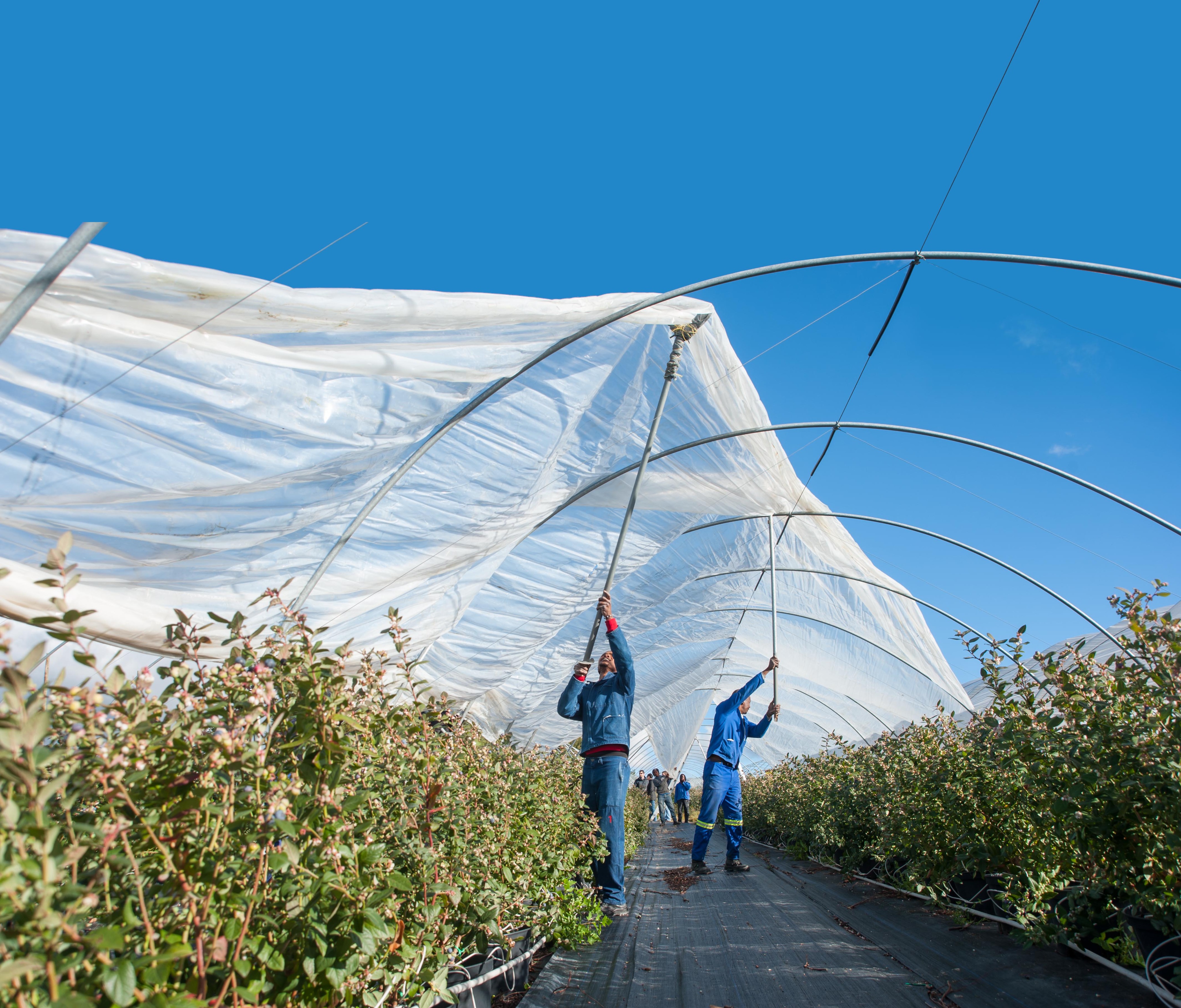 Netting best practice will safeguard fruit producers