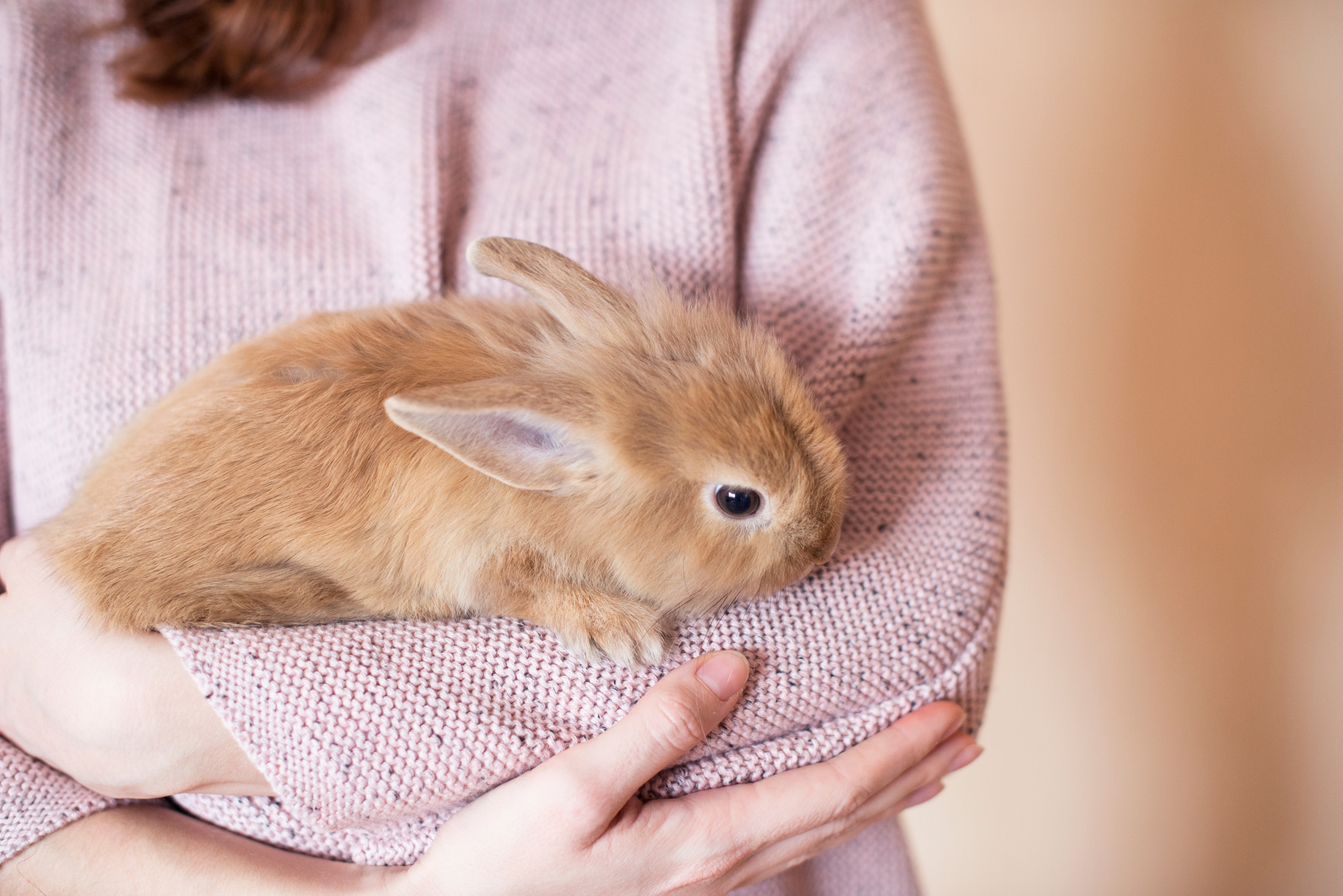 Bunny Huggers - The Ins and Outs of Keeping Rabbits as Pets