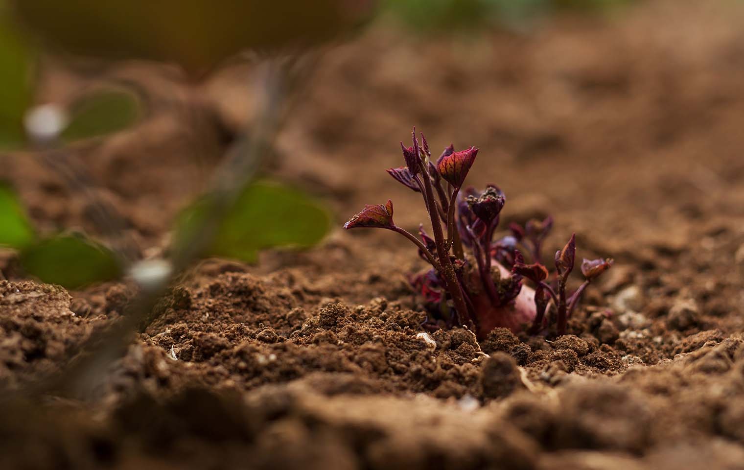 Grow your own potatoes and sweet potatoes