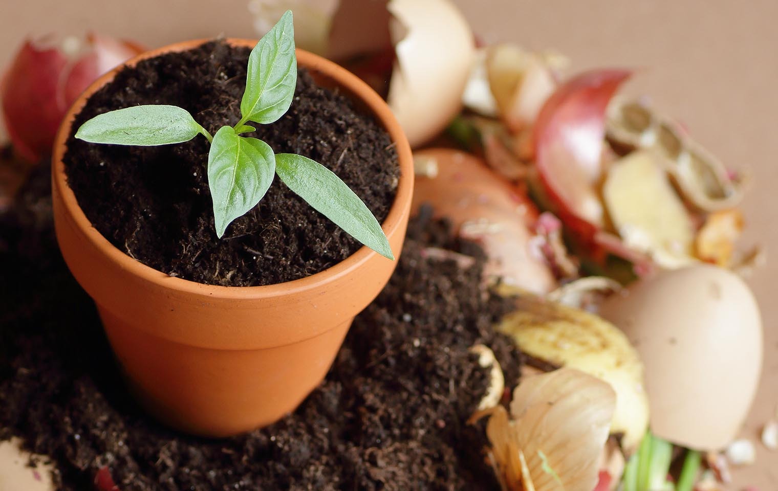 A Beginner’s Guide To Composting